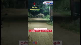 கோவை ; நள்ளிரவில் ஊருக்குள் புகுந்த காட்டு யானைகள்! #elephant #shorts