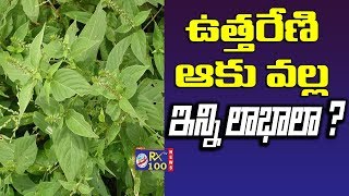 Uttareni Leaf Uses For Good Health || ఉత్తరేణి ఆకుల ఉపయోగాలు || KSR RX 100 TV