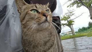 #猫#野良猫 雨でも呼んだら出てきてくれるチビ太君❤ゴシゴシChibita-kun will come out if you call it even in the rain ❤️ GOSI-GOSI