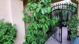 Pink Guava Blooms 🌸🐝 4 year Old Guava Growing in a Container | Garden Love ❤