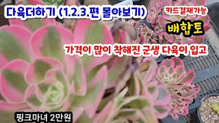 다육더하기(1.2.3편 몰아보기) 예쁜 군생들이 착해진 가격 ~ 힐링하세요