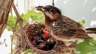 Bulbul bird feeding spider to her babies || Birds of Nature