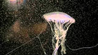 Jellyfish - New England Aquarium