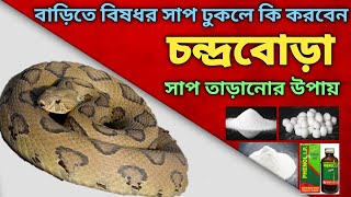 বাড়ি থেকে চন্দ্রবোড়া সাপ তাড়ানোর উপায় || How to Keep Snakes Out of Your House In Bengali