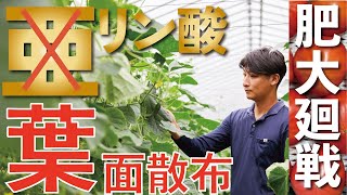 亜リン酸に負けない葉面リン酸＝無敵【農業 収益UP】