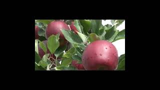 Gala Mema 16316 #applevalley #fruitfarming #applevalley #farming