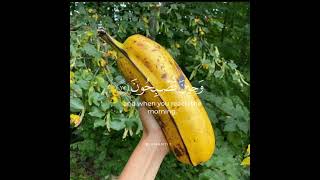 أكبر موزه ف العالم. I never seen a banana this big. #viral #subscribe #banana