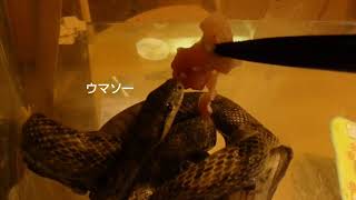 【ヘビを飼う！】アオダイショウに鶏肉を与える！