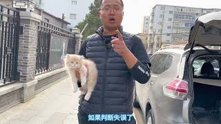 成功拿下长毛紫金渐层，为什么这么贵的猫还不愿意卖