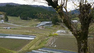 [ﾗｲﾌﾞ配信済] 曇り空の里山からゴールデンレトリバーがご挨拶