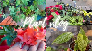 Thursday haat Kalimpong||selling plants & flowers|| @ajvlog4128