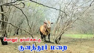 குளத்தூர் மறை இன்று சீமானுர் ஜல்லிக்கட்டில் 🔥💥🔥||puthukottai jallikattu || jallikattu video