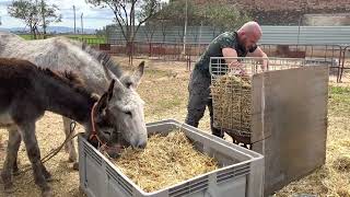 Trabajo de campo hecho, ahora toca atender a nuestros animales 👍👍👍.