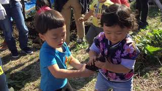 和光鶴川幼稚園２歳児親子教室「はらっぱ」お芋掘りをしたよ