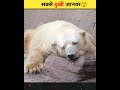 सबसे दुखी जानवर😲 shorts polarbear ytshort