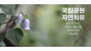 [ Healing KOREA ] 국립공원 자연치유 - 설악산 곰배령의 금강초롱 Natural healing in Korean parks