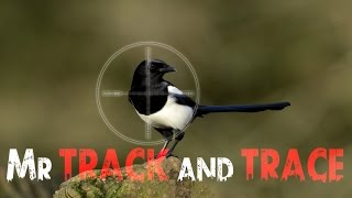 Air rifle hunting - MAGPIE (only) DISPATCH - video #1