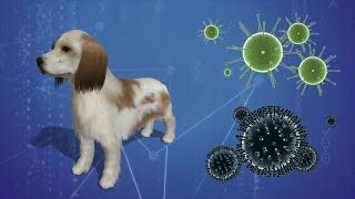 Canine influenza is on the rise