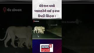 Gir Somnath | વેકેશન વચ્ચે બાળકોને લઈ ફરવા ઉપડી સિંહણ! | Lion | Summer | Gujarat | News 18 | N18S