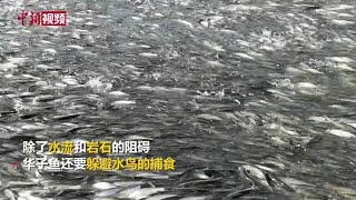 实拍达里湖华子鱼洄游 感受生命的”沸腾“