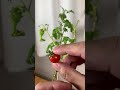 19個目です🎵【ミニトマト🍅】栽培キットに挑戦　day329