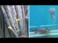 ksr global kesari aquarium sawantwadi sindhudurg. must visit aquarium