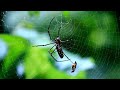 Golden silk orb weaver - One Of The Most Dangerous Insects In The World