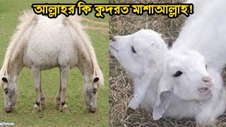 পৃথিবীর বিরল নেতৃত্বের জীবজন্তু দুই মাথাওয়ালা প্রাণী দেখলে গা শিউরে উঠবে!!