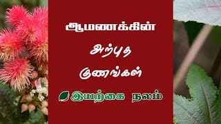 மூட்டு வலி குணமாக ஆமணக்கு எண்ணெய் | Amanakku Oil Tamil | Castor Oil Tamil Medicine