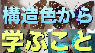 【モルフォチョウ】色が無いけど、綺麗に見える！？ちょうちょの翅の謎！構造色から学ぶこと、昆虫すごいぜ！蝶太郎物語りNo.58