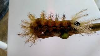 A very spiny caterpillar! (Automeris sp.)