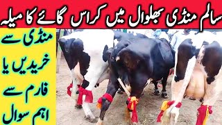 Salam Bhalwal Sargodha Cow Buffalo Mandi Valiety Cross Cows || Global Village Farming