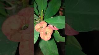 uniquetree mili live plant(ಅನನ್ಯ ಮರ ಮಿಲಿ ಲೈವ್ ಸಸ್ಯ)#viral#plants #viralvideo #family#shortvideo