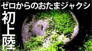 おたまじゃくしを人工上陸させた結果･･･【パルダリウム】