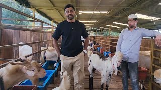 Biggest Palai Elevated Goat Farm New Mumbai | Bakra Entry Full Procedure Live | Hira Goat Farm.