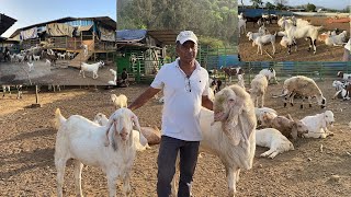 Zaahi Goat Farm (virar)Full Tour with Akeel Bhai @tipsforgoats