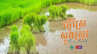 ធ្វើស្រែ ស្ទូងស្រូវ នៅឃុំអណ្តូងថ្ម