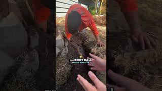 Explore Palm Tree Planting ep.32 #palmtreelovers #lanscscapinghacks