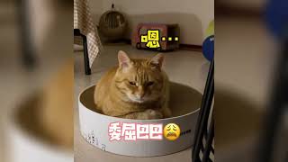 猫咪撒娇能有多治愈？！实在太软萌可爱了！