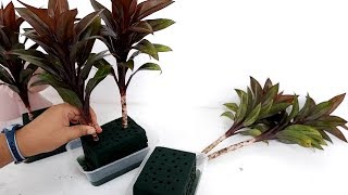 How to Use Floral Foam in Propagating Dracaena Purple Compacta Plants by Stem Cu