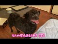 【ペキプー】ボサ男トリミングで羊カット！イケメンに大変身【ハーフ・mix犬】