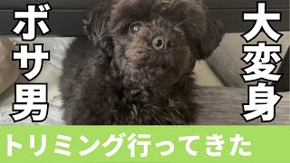 【ペキプー】ボサ男トリミングで羊カット！イケメンに大変身【ハーフ・MIX犬】