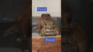 What do toads think about? #japan #pets #ヒキガエル #hungry #petlover