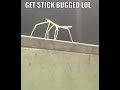 Stick bug meme