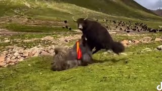 Yaks can't fly but this yak Is  rolling in the air.😂😂😱😱😱🤜🤛🦬🦬