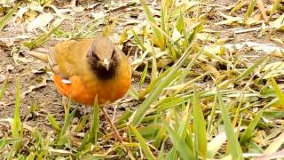 ムビる08567 採餌するオオアカハラ ooakahara