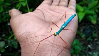 Belalang kayu yang berwarna biru (blue marmessoidea rosea)