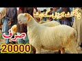 mundri sheep visit Mandi kotchuta low rate at mundra goat farm dera ghazi khan mundra market dgk