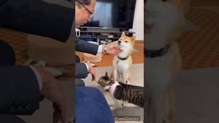 柴犬と猫の今日の集合場所は出勤前のパパ　#柴犬 #猫 #元野良猫 #犬と猫 #cat #犬 #柴犬と猫