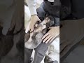 歯磨きに慣れ始めてるけど前足でほんのり抵抗するミックス犬さん